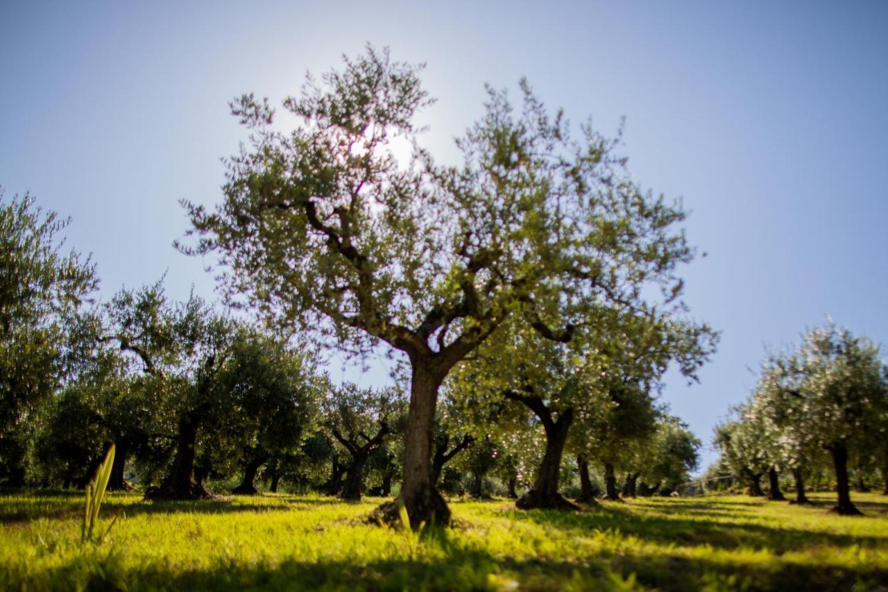 Bed and Breakfast Ulivo Bianco San Giovanni Teatino Esterno foto